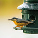 Nuthatch