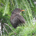 Young Blackbird on Larch.