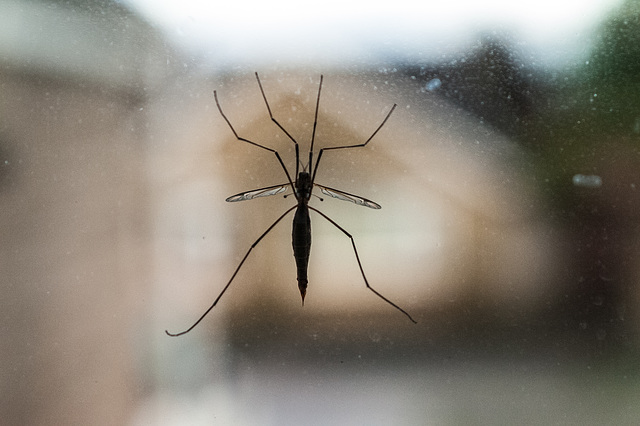 The Cranefly At Rest