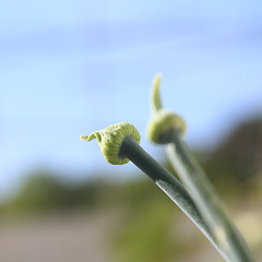 Onion-bud