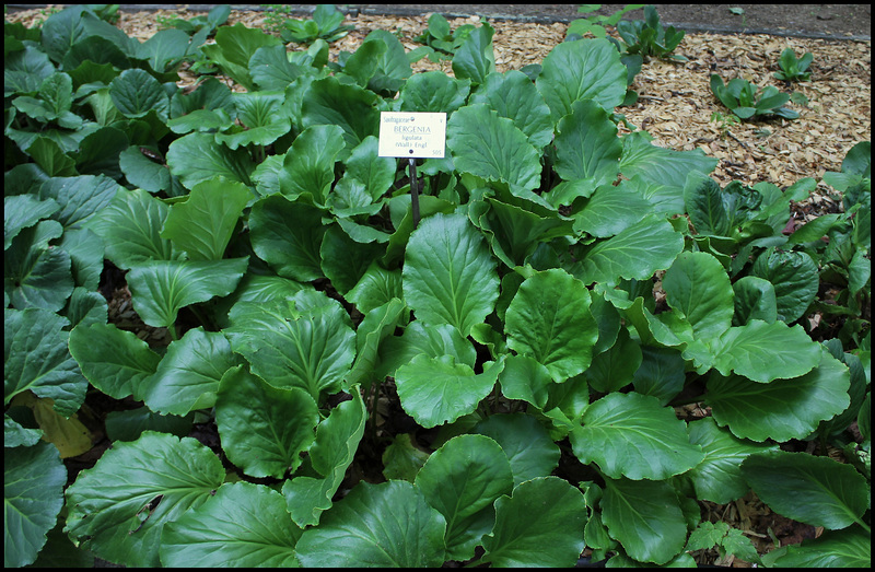 Bergenia ligulata (2)