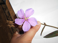 DSCN7078 - Tibouchina gracilis, Melastomataceae