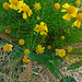 DSC01083 - bertalha Basella alba, Basellaceae
