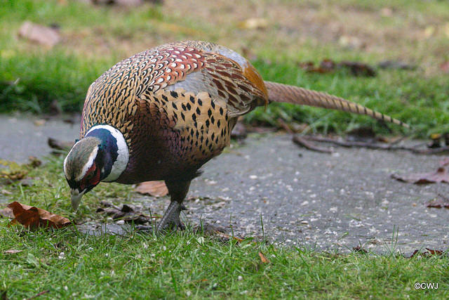 Ring neck Cock Pheasant with unusual variant white eyebrows!