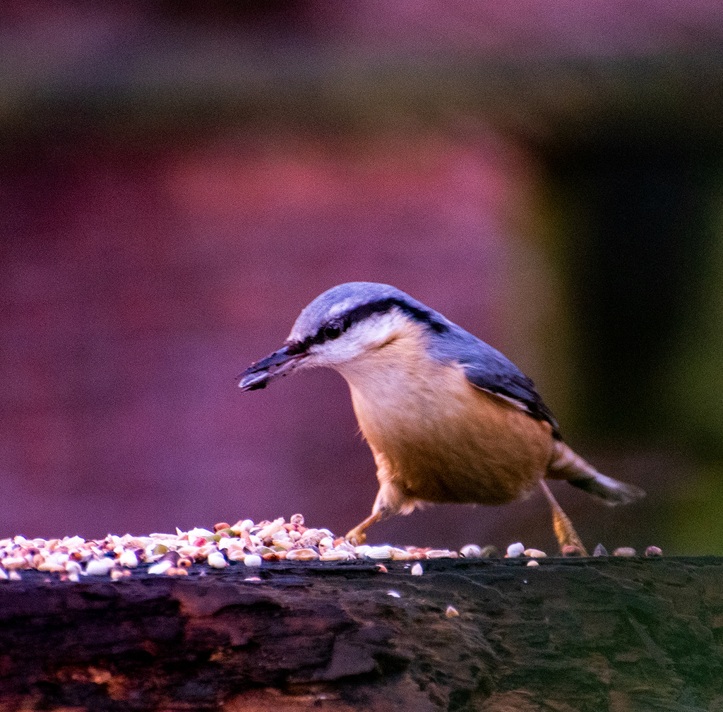 Nuthatch