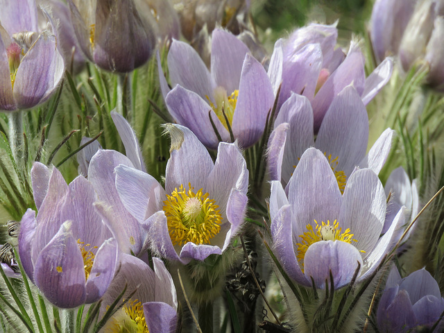 Prairie Crocus