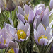 Prairie Crocus