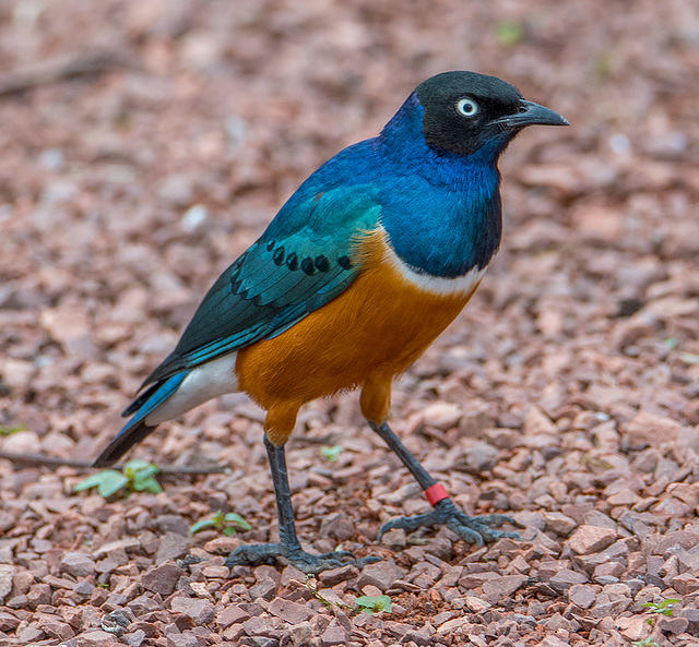 Superb starling3