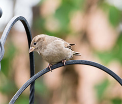 Sparrow (26)
