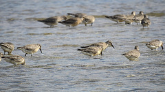 20190905 5812CPw [D~VR] Knutt (Calidris canuts), Darßer Ort