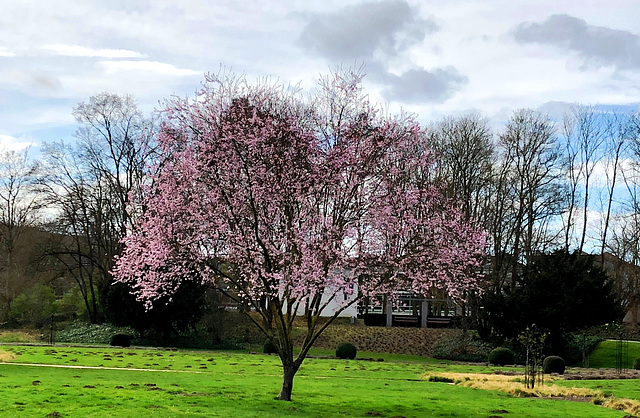 Frühling im Dahliengarten