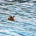 Little grebe