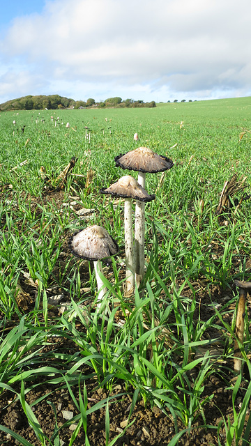 Mushrooms