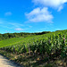 Weinberge im August