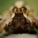 Spider Portrait (Pisaura mirabilis).