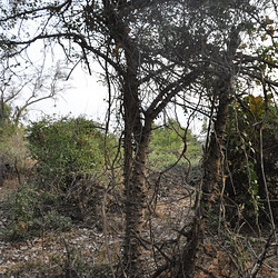 "Zanthoxylum capense" Okavango-Delto