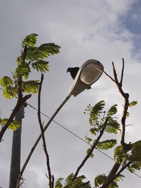 Electric number 10 eagle on street lamp