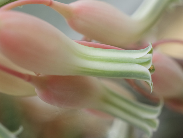 Gasteria Verruculosa