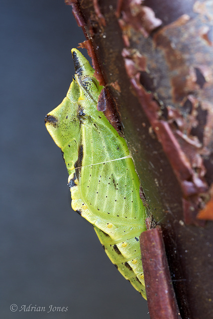 Pieris napi pupa (Green Veined White Chrysalis)