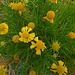 DSC01084 - bertalha Basella alba, Basellaceae