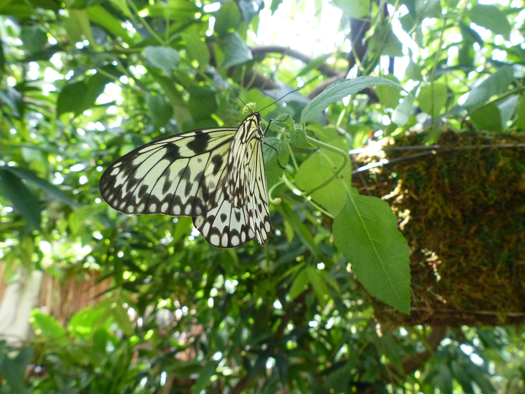 Toronto Zoo (5) - 13 July 2018