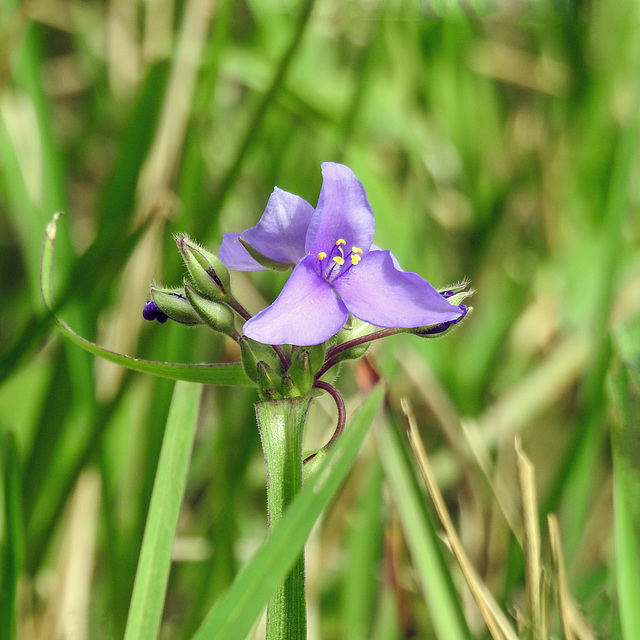 Day 2, Spiderwort, Connie Hagar C S