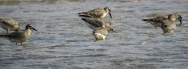 20190905 5813CPw [D~VR] Knutt (Calidris canuts), Darßer Ort