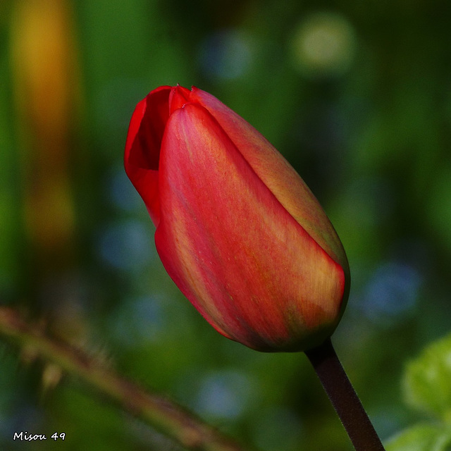 Dans mon jardin