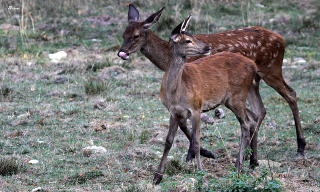 un faon et une jeune biche