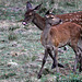 un faon et une jeune biche