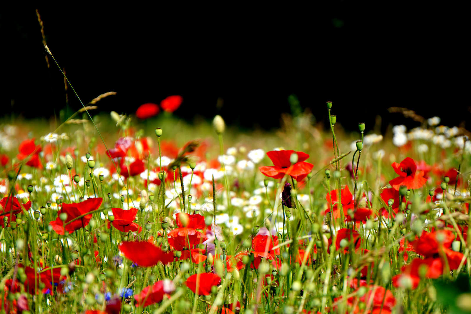 Die Wiese lebt (5) - The meadow is living (5)