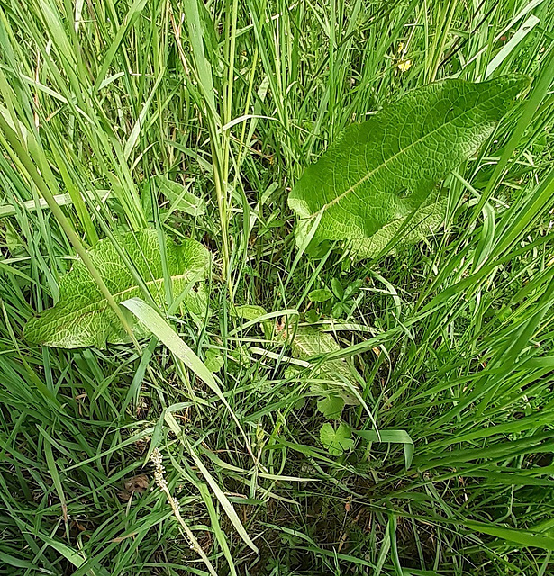 11 - Rumex crispus (à vérifier)