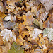 Winter leaves