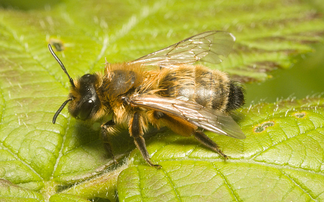 IMG 9376 Bee-2