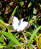 caper white butterfly