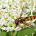 Hoverfly On Flowers