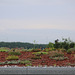 Green roof