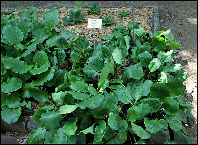 Bergenia strachei (2)