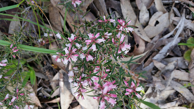 Native heath Belair NP  SouthAustralia