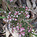 Native heath Belair NP  SouthAustralia