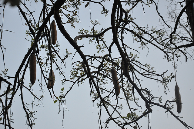 Kolbasarbo. Okavango-Delto