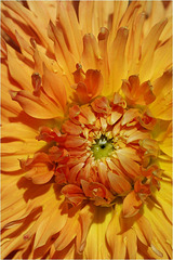 Gros plan sur : un dahlia