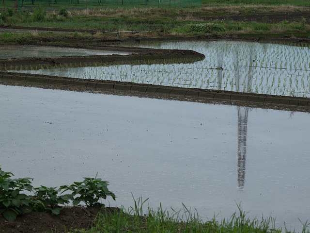 Paddy flooded and seedlings transplanted