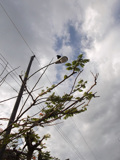 Electric eagle on street lamp / águila eléctrica en farola