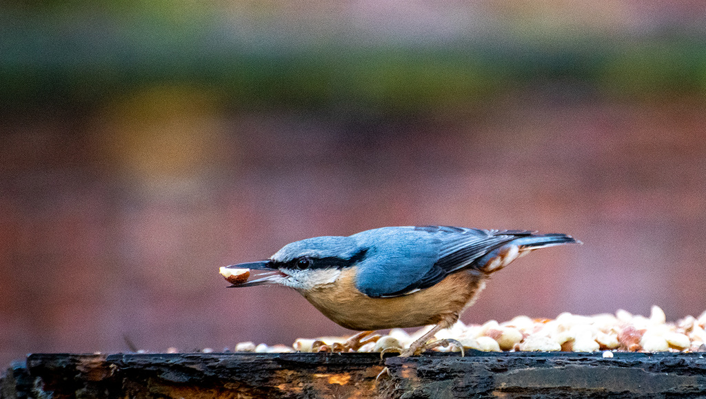 Nuthatch