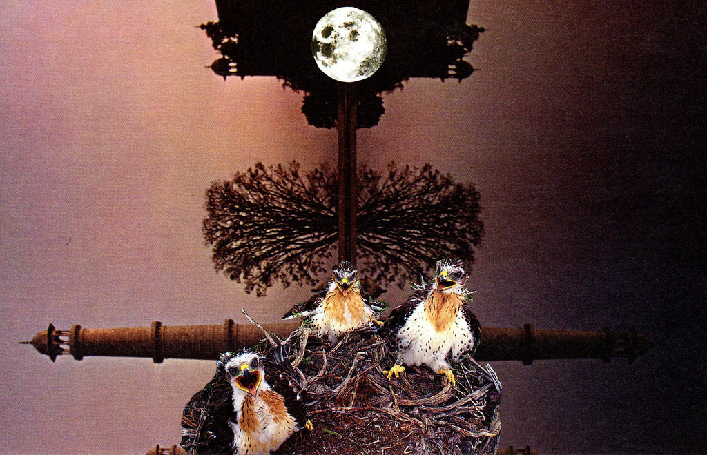 Starveling Birds Of The Dreamtime