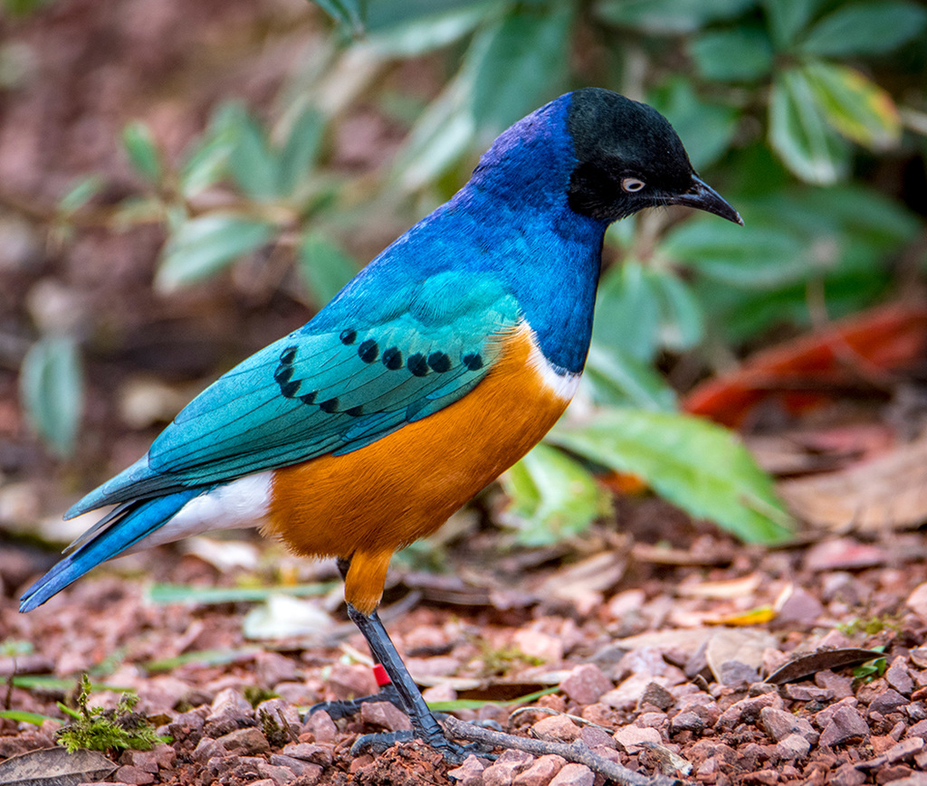 Superb starling5