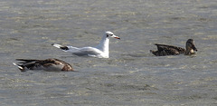 20190905 5814CPw [D~VR] Ente, Möwe, Darßer Ort