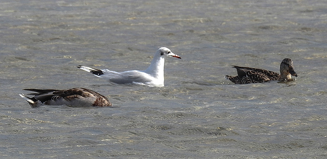 20190905 5814CPw [D~VR] Ente, Möwe, Darßer Ort