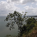 Arbuste panaméen / Panamanian bush